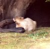 dakcapybara.jpg
