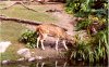 daktreeanimalszoom.jpg
