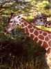 dak3giraffes.jpg