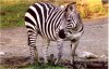 aklzebra.jpg