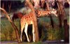 aklgiraffe.jpg