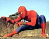 japspider1.jpg