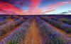 lavender-field-sunset-7063-1280x800.jpeg