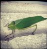 leafbug.jpg