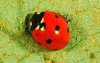 lady_beetles01.jpg