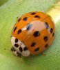 asian_lady_beetle_id.jpg