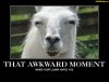 awkward_moment_____llama.jpg