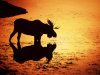 sunset_animals_silhouettes_wyoming_moose_Wallpaper_1600x1200_www.wallpaperswa.com.jpg