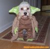 Yoda-Dog-Costume_thumb.jpg