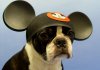 humor_ears_disney_mickey_1920x1200-1(1).jpg