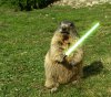 animals_grass_lightsabers_funny_jedi_Wallpaper_108.jpg