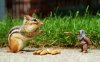 star_wars_animals_chipmunks_1920x1200_wallpaper_Wa.jpg