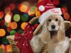 puppysanta-0800b.jpg