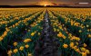 sunset-over-the-daffodils-7239-1280x800.jpeg