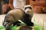 ferret.jpg