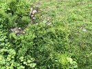 IMG_3115.jpeg