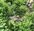 IMG_3115.jpeg
