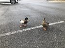 IMG_3170.jpeg
