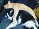 kittycuddles.png