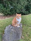 cat.jpg