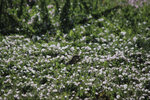 IMG_7966.jpeg