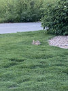 IMG_7981.jpeg