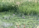 IMG_7974.jpeg
