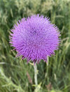 IMG_7976.jpeg