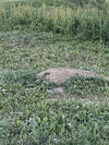 IMG_7980.jpeg