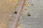 IMG_2062.jpg