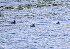 IMG_1866.jpg