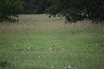 IMG_8295.jpeg