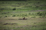 IMG_8299.jpeg