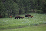 IMG_8315.jpeg