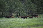 IMG_8316.jpeg
