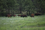 IMG_8317.jpeg