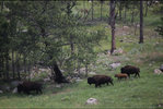 IMG_8323.jpeg