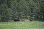 IMG_8324.jpeg