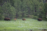 IMG_8325.jpeg