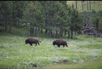 IMG_8333.jpeg
