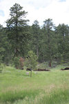 IMG_8337.jpeg