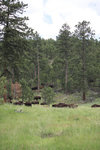 IMG_8338.jpeg