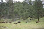 IMG_8340.jpeg
