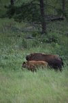 IMG_8342.jpeg
