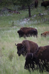 IMG_8345.jpeg