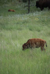 IMG_8346.jpeg
