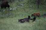 IMG_8350.jpeg