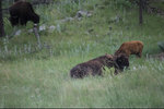 IMG_8351.jpeg