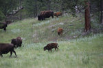 IMG_8353.jpeg