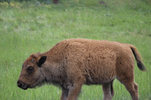 IMG_8358.jpeg